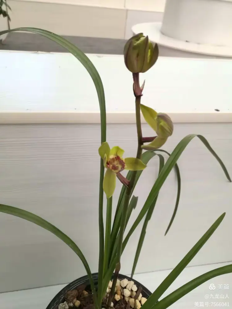 兰十开心获得胜利,前景一片清明的简单介绍 兰十开心获得胜利,前景一片清明的简单介绍